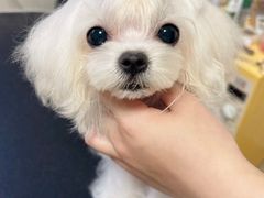-宠爱多约克夏马尔济斯泰迪小型犬专卖
