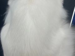 -comecome来吧宠物(奥克斯中心店)