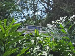 -银湖山郊野公园-相思林