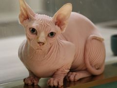 -飞行喵MR PILOT|猫舍·猫咖(静安大融城店)