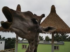 -西霞口神雕山野生动物世界
