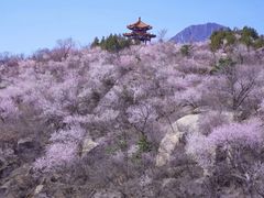 -白水寺森林公园