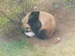 -大连森林动物园