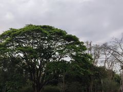 -中国科学院西双版纳热带植物园