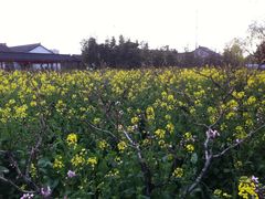 -南汇桃花村