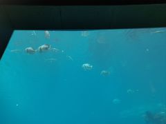 -海棠湾洲际-涛·海底餐厅·美人鱼·自助餐·海底隧道