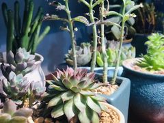 -何兮花店·气球派对鲜花店(马桥银春路万科城店)