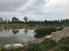 -白鹭湾湿地公园