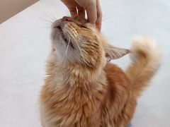 -Heymao猫咖.咖啡厅(东门店)