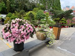 -龙华寺