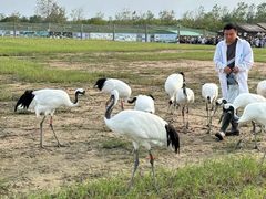 -盐城丹顶鹤湿地生态旅游区