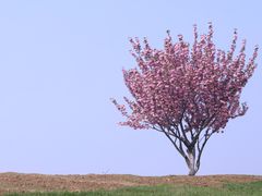 -贡湖湾湿地公园