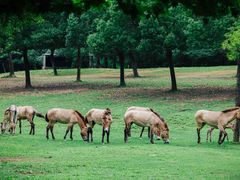 -杭州野生动物世界