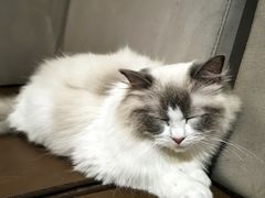 -MOCHA明星猫咖(田子坊店)
