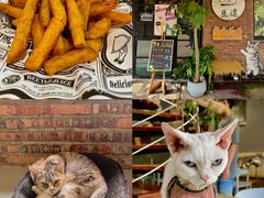 -豆逗聊愈猫阁Easy Life