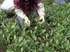 iphone_upload_pic-文雅轩茶叶(锦和越界田林坊店)