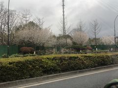 -龙坞茶村