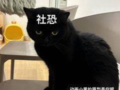 -有喵·猫咖·狗咖·30几只猫10只小狗(岗厦店)