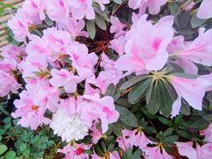 -沈阳植物园