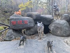 -茅兰沟国家森林公园