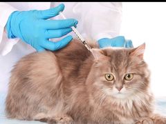 -艾贝尔宠物医院 ·内科全科(梁溪路店)