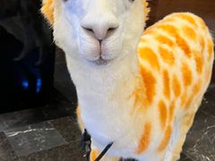 -三亚亚龙湾美高梅度假酒店FUN动冲浪