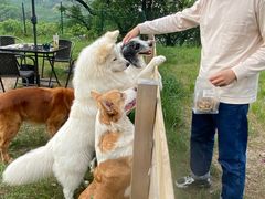 -趣多多宠物公园·宠物训犬学校·宠物寄养