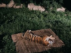 -大连森林动物园