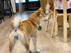 -柴迷FANS CLUB·柴犬狗咖·猫咖