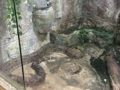 -上海大自然野生昆虫馆(东方明珠·爬宠昆虫探索中心)