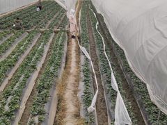 -南宁良凤江国家森林公园