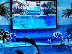 -海合安成都极地海洋公园