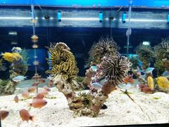 -烟台海昌鲸鲨海洋公园