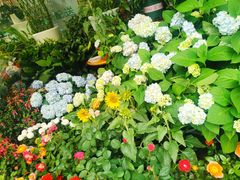 -花草间花行(法华镇路店)