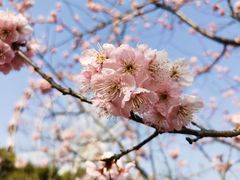 -顾村公园