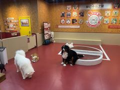 -和它·交个朋友·狗咖猫咖(爱琴海店)