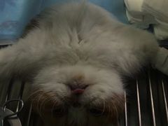 -安安宠医·臻爱宠物医院(簇锦北路分院)