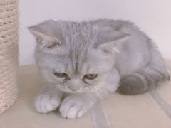 -Heymao猫咖.咖啡厅(东门店)
