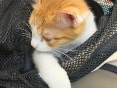 -爱妮康宠物医院·干细胞免疫细胞·肿瘤·心脏(张江店)