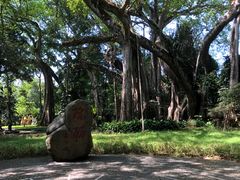 -瑞丽独树成林风景区