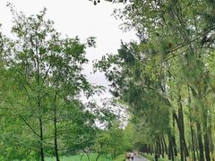 -合肥滨湖国家森林公园