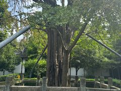 -上海佘山国家森林公园天马山园