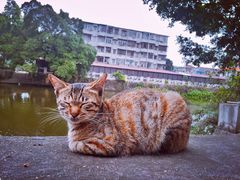 -赤坎古镇影视城