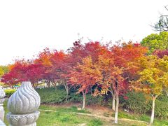 -金鸡湖桃花岛