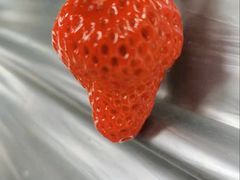 -大自然农场蔬菜草莓采摘园