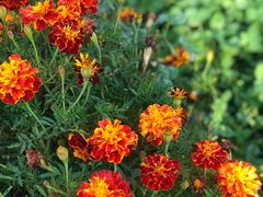 -渔公馆·川菜馆·家宴·生日宴(大地中央广场店)