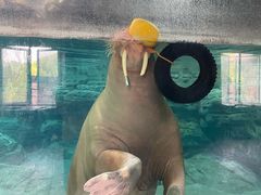 -杭州长乔极地海洋公园