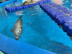 -海合安武汉极地海洋公园