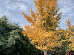 -唐城墙遗址公园