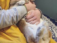-藦茜花园宠物主题亲子互动体验馆(国顺东路店)